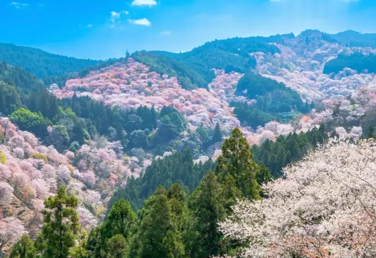 Yoshino hiking trails