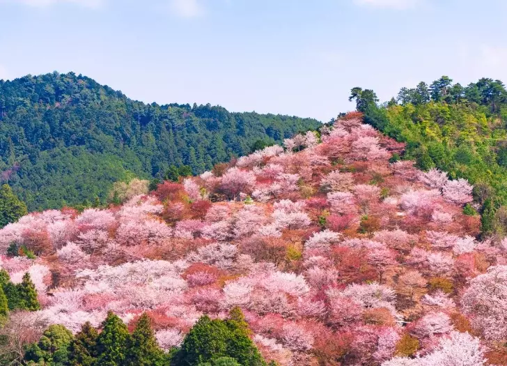 Yoshino hiking trails