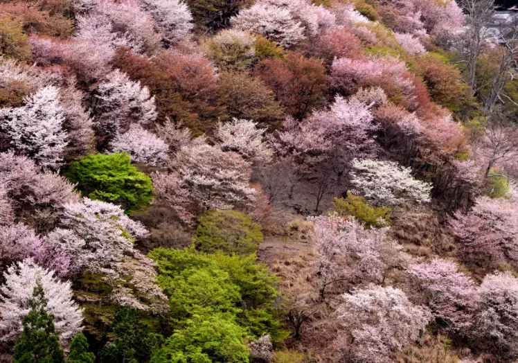 Mount Yoshino cherry blossoms