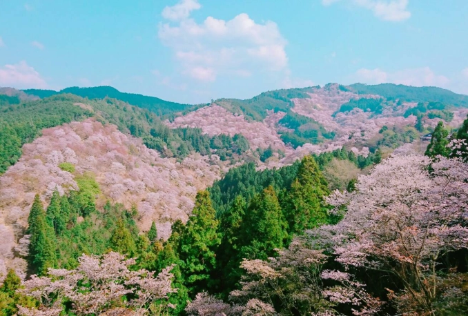 Mount Yoshino Travel Guide: Cherry Blossoms, Hiking & More