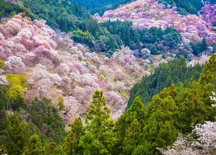 things to do Yoshino