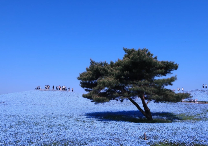 Ibaraki Japan travel Ibaraki Japan travel