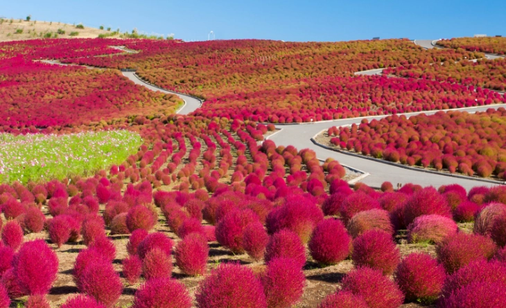 Ibaraki local food Ibaraki local food