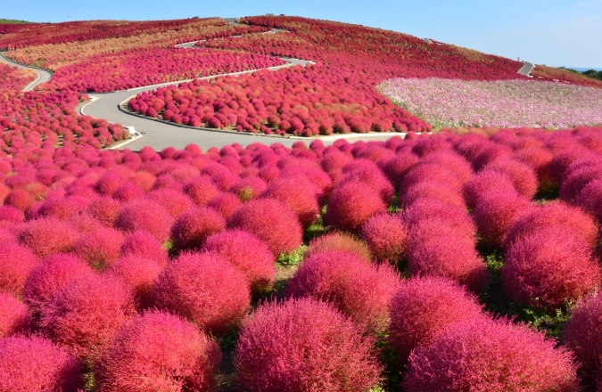 Explore Ibaraki Japan: Top Attractions, Local Food, and Travel Tips