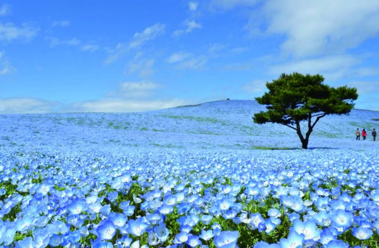 Ibaraki attractions Ibaraki attractions