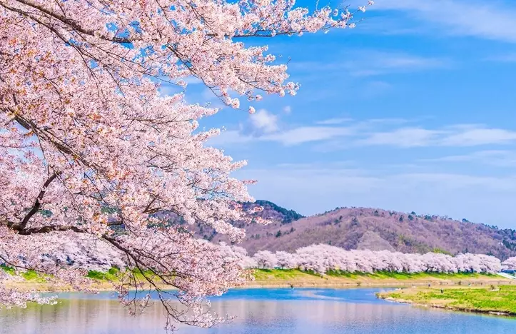 sakura viewing itinerary