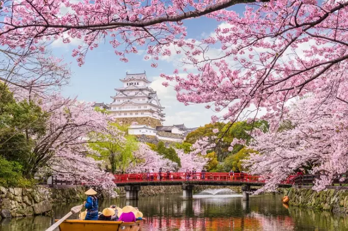 best sakura spots in Japan