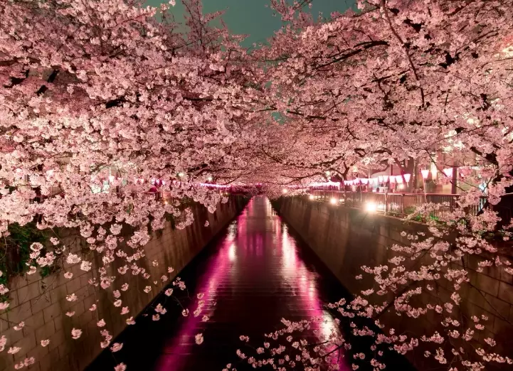 best sakura spots in Japan