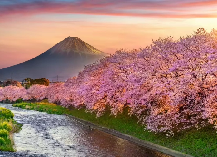 sakura viewing itinerary