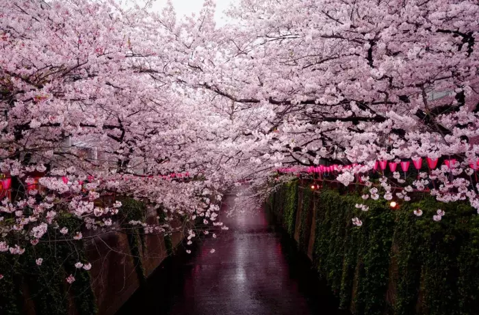 best sakura spots in Japan