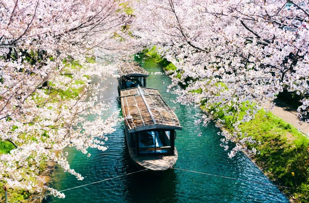 Ultimate Guide to Japan's Cherry Blossom Season: Best Time to Visit by Region
