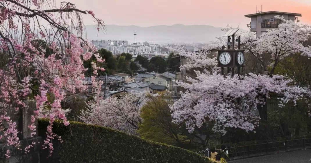 best time to see sakura in Japan best time to see sakura in Japan