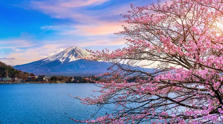 Japan cherry blossom forecast Japan cherry blossom forecast