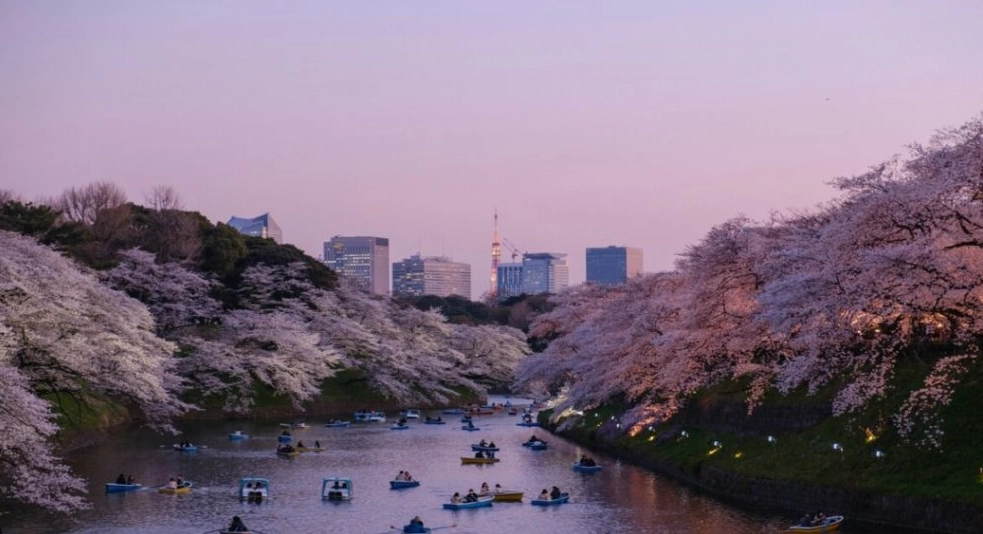 Japan cherry blossom forecast Japan cherry blossom forecast