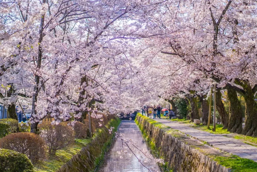best time to see sakura in Japan best time to see sakura in Japan