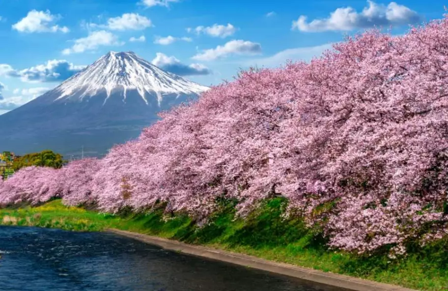 Japan cherry blossom tour