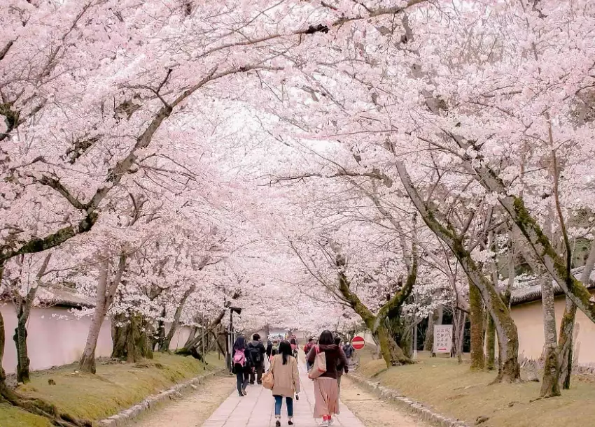Japan cherry blossom tour