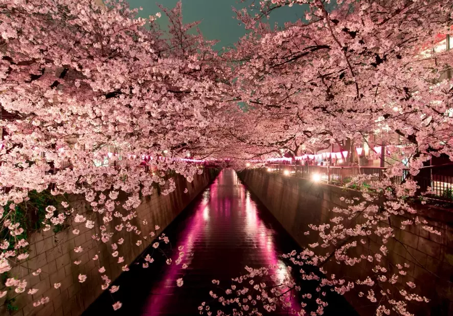 Japan Cherry Blossom Season: A Complete Travel Guide